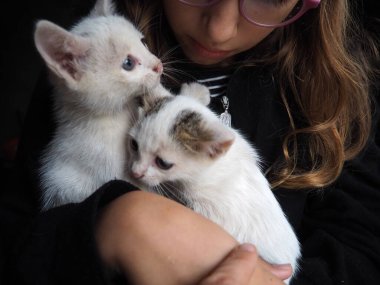 A white kitten joyfully interacts with a child's hands, showcasing playful behavior. The cozy indoor environment enhances the warmth of this delightful moment filled with laughter and fun. Two cats. clipart