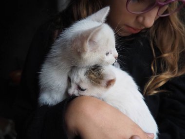 Beyaz bir kedi yavrusu, neşeli bir şekilde bir çocuğun elleriyle etkileşime girer ve neşeli davranışlar sergiler. İçerideki sıcak ortam, kahkaha ve eğlenceyle dolu bu hoş anın sıcaklığını arttırıyor. İki kedi..