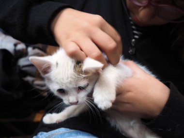 A white kitten joyfully interacts with a child's hands, showcasing playful behavior. The cozy indoor environment enhances the warmth of this delightful moment filled with laughter and fun. clipart