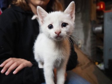 Beyaz bir kedi yavrusu, neşeli bir şekilde bir çocuğun elleriyle etkileşime girer ve neşeli davranışlar sergiler. İçerideki rahat ortam, kahkaha ve eğlenceyle dolu bu güzel anın sıcaklığını arttırıyor..