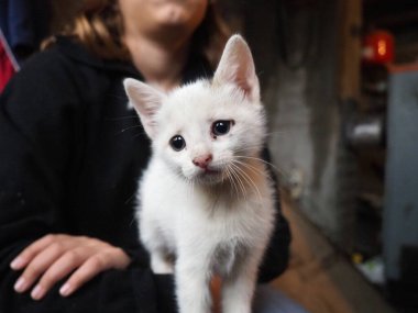 Beyaz bir kedi yavrusu, neşeli bir şekilde bir çocuğun elleriyle etkileşime girer ve neşeli davranışlar sergiler. İçerideki rahat ortam, kahkaha ve eğlenceyle dolu bu güzel anın sıcaklığını arttırıyor..