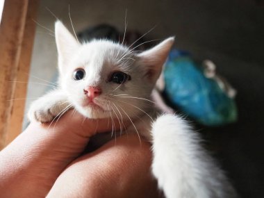 Beyaz bir kedi yavrusu, neşeli bir şekilde bir çocuğun elleriyle etkileşime girer ve neşeli davranışlar sergiler. İçerideki rahat ortam, kahkaha ve eğlenceyle dolu bu güzel anın sıcaklığını arttırıyor..