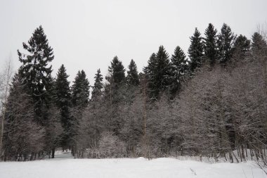 Spruce Picea, çamgiller (Pinaceae) familyasından bir kozalaklı ağaçtır. Evergreen ağaçları. Alelade ladin ya da Norveç ladin 'i Kuzey Avrupa' da yaygındır. Karlı kış kozalaklı ormanları.