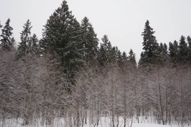 Spruce Picea, çamgiller (Pinaceae) familyasından bir kozalaklı ağaçtır. Evergreen ağaçları. Alelade ladin ya da Norveç ladin 'i Kuzey Avrupa' da yaygındır. Karlı kış kozalaklı ormanları.