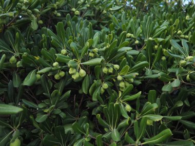 Pittosporum tobira is a species of sweet-smelling flowering plant in the pittosporum family Pittosporaceae, Australian laurel, Japanese pittosporum, mock orange and Japanese cheesewood clipart