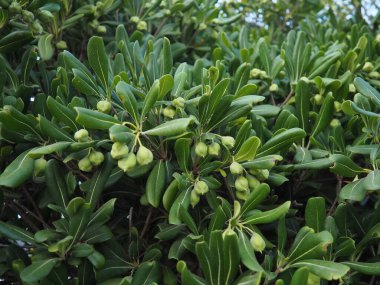 Pittosporum tobira, Pittosporum familyası Pittosporaceae, Avustralya defne, Japon pittosporum, sahte portakal ve Japon peyniri ağacında yetişen tatlı kokulu bir bitki türüdür.