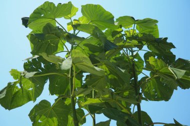 Paulownia, Paulowniaceae familyasından yedi ila on yedi hızlı büyüyen ağaç türü. Aile ve cinsi Doğu Asya 'ya özgüdür ve yaygındır. Prenses ağacı