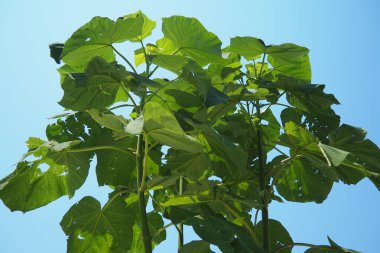 Paulownia, Paulowniaceae familyasından yedi ila on yedi hızlı büyüyen ağaç türü. Aile ve cinsi Doğu Asya 'ya özgüdür ve yaygındır. Prenses ağacı