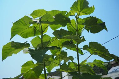 Paulownia, Paulowniaceae familyasından yedi ila on yedi hızlı büyüyen ağaç türü. Aile ve cinsi Doğu Asya 'ya özgüdür ve yaygındır. Prenses ağacı