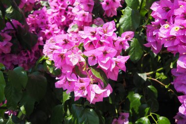 Bougainvillea is a genus of thorny ornamental vines, bushes, trees belonging to family Nyctaginaceae. They are native to Brazil, Bolivia, Paraguay, Peru, and Argentina. Numerous bright pink flowers. clipart