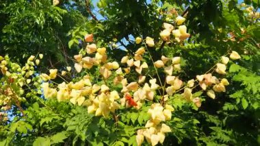 Physalis, Solanaceae familyasından bir bitki cinsidir. Physalis 'in tanımlayıcı özelliklerinden biri de calyx' ten türetilmiş büyük, kartonpiyer kabuğudur..