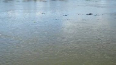 Nehrin sakinleştiren güzelliği, parlak bir gökyüzünün altında akan su, doğa aşıklarını huzur dolu atmosferine ve rahatlatıcı seslerine davet ediyor. Dalgalar ve ağaç kalıntıları akıntı yönünde yüzüyor..