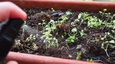 Bahçedeki zengin topraktan küçük yeşil bitki filizlenir. Tohumlar leziz bir mutfak yolculuğuna sağlıklı bir başlangıç olduğunu gösteriyor, ev yapımı tazeliğin zevkini vaat ediyor. Petroselinum çıtır maydanoz.