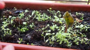 Zengin topraktan çıkan minik yeşil bitkiler canlı bir balkon bahçesi ortamında gelişiyor. Güneş, yakında bereketli bir hasat vaat ederek küçük filizleri yıkıyor. Petroselinum crispum maydanoz. Püskürt
