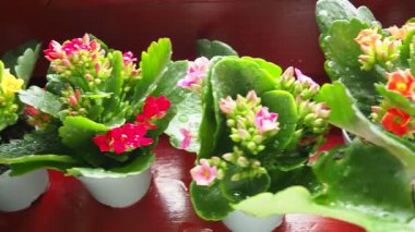 Dekoratif iç kalkanchoe koleksiyonu. Kalanchoe blossfeldiana ve Kalandiva, Crassulaceae familyasından bir bitki türü. Pembe ve beyaz çiçekler