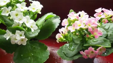 Dekoratif iç kalkanchoe koleksiyonu. Kalanchoe blossfeldiana ve Kalandiva, Crassulaceae familyasından bir bitki türü. Pembe ve beyaz çiçekler