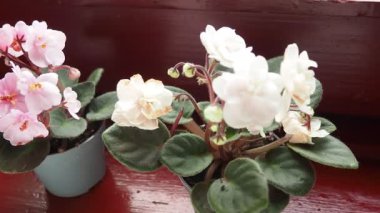 Streptocarpus mezhebi. Saintpaulia, Gesneriaceae familyasından yaklaşık on bitki türünden oluşan Streptocarpus subgenus Streptocarpella cinsinin bir bölümüdür..