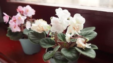 Streptocarpus mezhebi. Saintpaulia, Gesneriaceae familyasından yaklaşık on bitki türünden oluşan Streptocarpus subgenus Streptocarpella cinsinin bir bölümüdür..