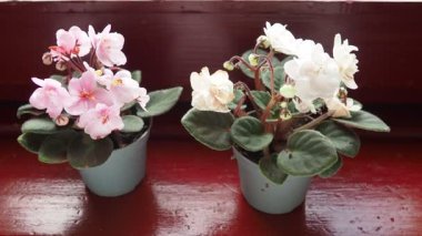 Streptocarpus mezhebi. Saintpaulia, Gesneriaceae familyasından yaklaşık on bitki türünden oluşan Streptocarpus subgenus Streptocarpella cinsinin bir bölümüdür..