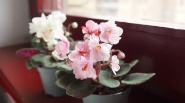 Streptocarpus mezhebi. Saintpaulia, Gesneriaceae familyasından yaklaşık on bitki türünden oluşan Streptocarpus subgenus Streptocarpella cinsinin bir bölümüdür..