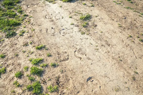 Güneşli bir kırsalda, bir dizi toynak izi kuru ve çatlak toprakta bir yol izler..