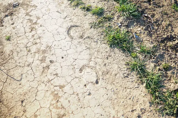 Güneşli bir kırsalda, bir dizi toynak izi kuru ve çatlak toprakta bir yol izler..