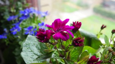 Pericallis hybrida Mondala Tenerife, Asteraceae familyasından bir bitki türü. Pericallis cruenta ve lanata arasında melez olarak ortaya çıktı. Kavanozda çiçek