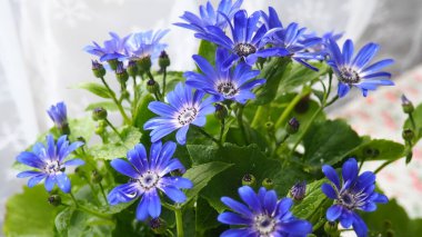 Pericallis hybrida Mondala Tenerife, Asteraceae familyasından bir bitki türü. Pericallis cruenta ve lanata arasında melez olarak ortaya çıktı. Kavanozda çiçek