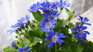 Pericallis hybrida Mondala Tenerife, Asteraceae familyasından bir bitki türü. Pericallis cruenta ve lanata arasında melez olarak ortaya çıktı. Kavanozda çiçek