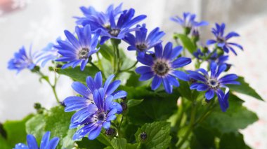 Pericallis hybrida Mondala Tenerife, Asteraceae familyasından bir bitki türü. Pericallis cruenta ve lanata arasında melez olarak ortaya çıktı. Kavanozda çiçek