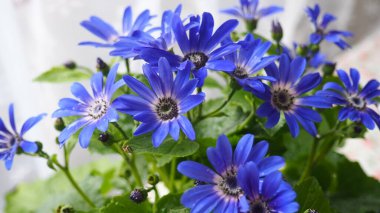 Pericallis hybrida Mondala Tenerife, Asteraceae familyasından bir bitki türü. Pericallis cruenta ve lanata arasında melez olarak ortaya çıktı. Kavanozda çiçek