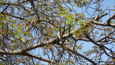 Juglans regia, yaygın ceviz, İngiliz cevizi ya da İran cevizi. Türlerin dünya çapında tüketilen yenilebilir cevizi üreten sayısız tarlaları vardır. Gıda alerjisi kaynakları. Bahar yaprakları çiçek açıyor..