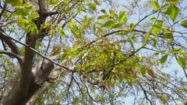 Juglans regia, yaygın ceviz, İngiliz cevizi ya da İran cevizi. Türlerin dünya çapında tüketilen yenilebilir cevizi üreten sayısız tarlaları vardır. Gıda alerjisi kaynakları. Bahar yaprakları çiçek açıyor..