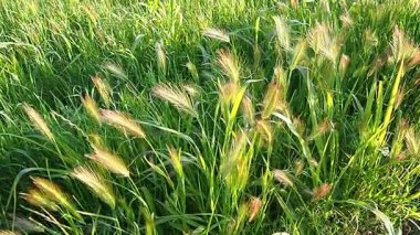 Canlı bir çayırda zarifçe sallanırken duvar arpasının güzelliğini hissedin. Yavaş çekim, doğanın narin hareketlerini ve parıldayan parlak noktalarını yakalar. Hordeum murinum bitkisi Poaceae