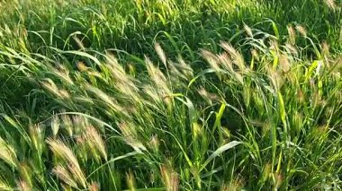 Canlı bir çayırda zarifçe sallanırken duvar arpasının güzelliğini hissedin. Yavaş çekim, doğanın narin hareketlerini ve parıldayan parlak noktalarını yakalar. Hordeum murinum bitkisi Poaceae