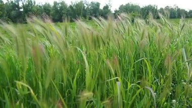 Canlı bir çayırda zarifçe sallanırken duvar arpasının güzelliğini hissedin. Yavaş çekim, doğanın narin hareketlerini ve parıldayan parlak noktalarını yakalar. Hordeum murinum bitkisi Poaceae