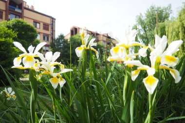 Iris orientalis, Iris cinsi, alt cins Limniris ve Spuriae cinsinden bir türdür. Uzun ömürlü rizomatöz bitkidir. Narin yaprakları olan güzel beyaz süsen çiçekleri. Çiçeğin içindeki sarıyı..