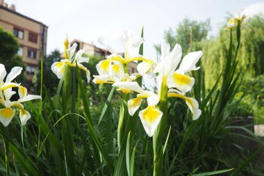 Iris orientalis, Iris cinsi, alt cins Limniris ve Spuriae cinsinden bir türdür. Uzun ömürlü rizomatöz bitkidir. Narin yaprakları olan güzel beyaz süsen çiçekleri. Çiçeğin içindeki sarıyı..
