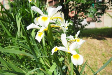 Iris orientalis, Iris cinsi, alt cins Limniris ve Spuriae cinsinden bir türdür. Uzun ömürlü rizomatöz bitkidir. Narin yaprakları olan güzel beyaz süsen çiçekleri. Çiçeğin içindeki sarıyı..