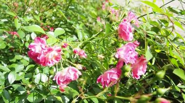 Narin pembe güller yemyeşil bir bahçede büyür, ilkbaharın erken saatlerindeki sıcak güneş ışığını emer. Canlı renkleri çevreye hayat ve cazibe katıyor. Hayranlık ve barışı davet ediyor. Yavaş çekim