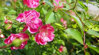 Narin pembe güller yemyeşil bir bahçede büyür, ilkbaharın erken saatlerindeki sıcak güneş ışığını emer. Canlı renkleri çevreye hayat ve cazibe katıyor. Hayranlık ve barışı davet ediyor. Yavaş çekim