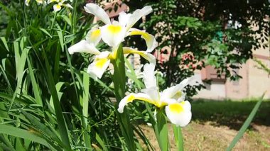 Iris orientalis, Iris cinsi, alt cins Limniris ve Spuriae cinsinden bir türdür. Uzun ömürlü rizomatöz bitkidir. Narin yaprakları olan güzel beyaz süsen çiçekleri. Çiçeğin içindeki sarıyı.