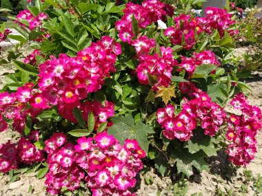 Gül, Rosa cinsinin uzun ömürlü bir çiçeğidir. Parlak pembe, kırmızı ve morumsu çifte güller parkta yetişir. Bush sade, duble olmayan, tomurcuklanmış bir sürü tomurcuk.