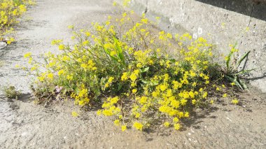 Rocky Alyssum saksafonu. Uzun yılların en popüler halılarından biri. Bitkiler 25 cm yüksekliğinde yoğun bir şekilde büyümüş çalılar oluştururlar. Küçük kokulu, açık sarı çiçekli, canlı cilt bakımı. Bol çiçekli.,