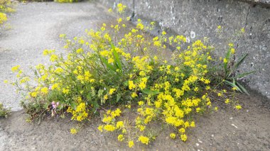 Rocky Alyssum saksafonu. Uzun yılların en popüler halılarından biri. Bitkiler 25 cm yüksekliğinde yoğun bir şekilde büyümüş çalılar oluştururlar. Küçük kokulu, açık sarı çiçekli, canlı cilt bakımı. Bol çiçekli.,