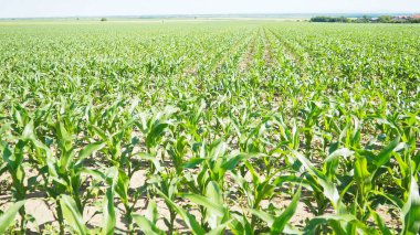 Mısır, mısır tahıl üreten uzun, şişman bir ottur. Tatlı mısır ayrıca mısır, mısır Zea familyasının yetiştirilmiş tek temsilcisi olan yıllık bitkisel bitkidir. Sırbistan 'da Alan