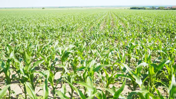 Mısır, mısır tahıl üreten uzun, şişman bir ottur. Tatlı mısır ayrıca mısır, mısır Zea familyasının yetiştirilmiş tek temsilcisi olan yıllık bitkisel bitkidir. Sırbistan 'da Alan