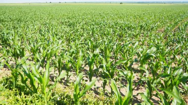 Mısır, mısır tahıl üreten uzun, şişman bir ottur. Tatlı mısır ayrıca mısır, mısır Zea familyasının yetiştirilmiş tek temsilcisi olan yıllık bitkisel bitkidir. Sırbistan 'da Alan
