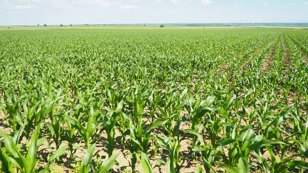 Mısır, mısır tahıl üreten uzun, şişman bir ottur. Tatlı mısır ayrıca mısır, mısır Zea familyasının yetiştirilmiş tek temsilcisi olan yıllık bitkisel bitkidir. Sırbistan 'da Alan