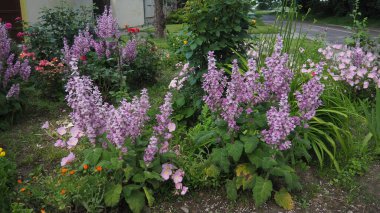 Salvia skalası (İngilizce: Salvia sclarea), Salvia familyasından uzun ömürlü bir bitki türü. Bitki uzun zamandır bir bitki olarak yetiştiriliyor ve şu anda temel yağı için yetiştiriliyor..